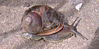 European brown snail.jpg