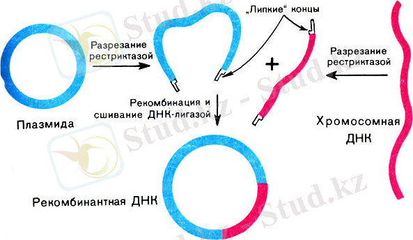 Рис. 23. Схема получения рекомбинантной ДНК по Коену -Бойеру
