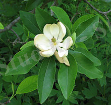 Magnolia virginiana, sweet bay
