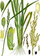 Oryza sativa - Köhler–s Medizinal-Pflanzen-232.jpg