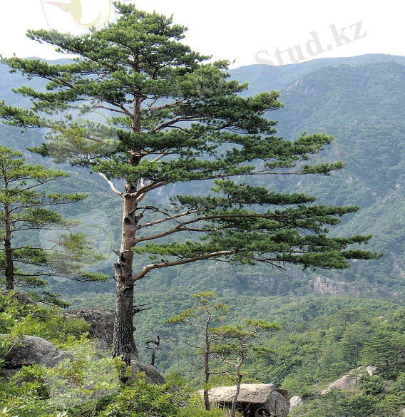 C:\Users\User\Desktop\800px-Pinus_densiflora_Kumgangsan.jpg