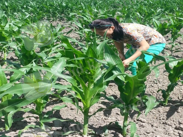 D:\АЙНУР\ПРАКТИКА ТАЛДЫҚ\20140626_111415.jpg