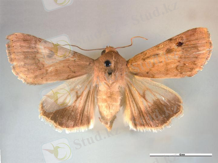 File:Helicoverpa armigera dorsal.jpg
