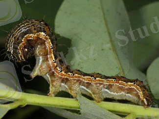 гусеница хлопковой совки (лат. Helicoverpa armigera)