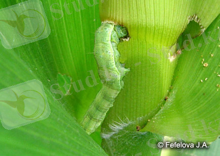 Хлопковая совка - питание на кукурузе