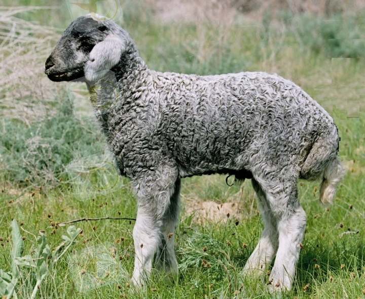 ягненок-каракуля-рис