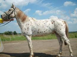 C:\Users\Амирхан\Desktop\Новая папка (3)\Downloads\altai.jpg