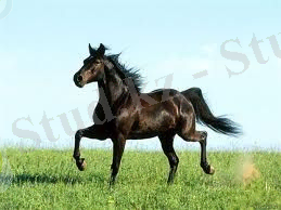 C:\Users\Амирхан\Desktop\Новая папка (3)\Downloads\kazahskaya poroda.jpg