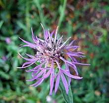 https://upload.wikimedia.org/wikipedia/commons/thumb/1/1d/Centaurea.jpg/220px-Centaurea.jpg