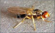 Описание: сабз шыбыны.jpg