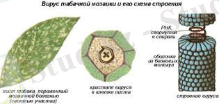 Картинки по запросу табачный вирус