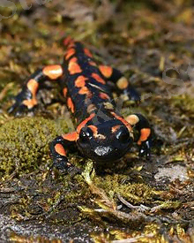 https://upload.wikimedia.org/wikipedia/commons/thumb/8/87/Salamandra_salamandra_Saarland_013.jpg/220px-Salamandra_salamandra_Saarland_013.jpg