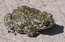https://upload.wikimedia.org/wikipedia/commons/thumb/d/d8/Bufo_viridis.jpg/220px-Bufo_viridis.jpg