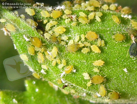 http://www.biodiversidadvirtual.org/insectarium/data/media/4429/Aphis-gossypii-385333.jpg