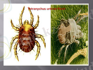 http://3.bp.blogspot.com/_fxNeCz1xjs4/TOwDuLxurkI/AAAAAAAAAFA/vqpV-E54a8k/s320/Tetranychus+urticae+Koch.jpg