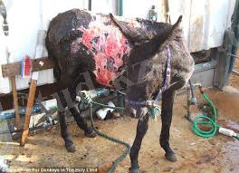 C:\Users\Назерке\Desktop\скачанные файлы (1).jpg