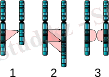 https://upload.wikimedia.org/wikipedia/commons/thumb/0/0b/Single_Chromosome_Mutations.svg/220px-Single_Chromosome_Mutations.svg.png