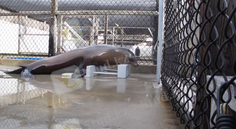 Теңіз арыстаны билеуді үйренді