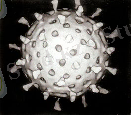 C:\Users\HP-PC\Desktop\265px-Rotavirus_Reconstruction.jpg