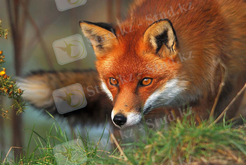 C:\Documents and Settings\Admin\Мои документы\Загрузки\lisa_lisica_foto_04.jpg