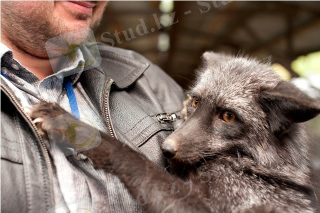 C:\Documents and Settings\Admin\Мои документы\Загрузки\1351702163_lisnoe-hozyaystvo-11.jpg