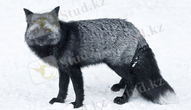 C:\Documents and Settings\Admin\Мои документы\Загрузки\1365989254_chernoburka.jpg