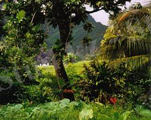 https://upload.wikimedia.org/wikipedia/commons/thumb/b/bc/Rainforest_Fatu_Hiva.jpg/220px-Rainforest_Fatu_Hiva.jpg