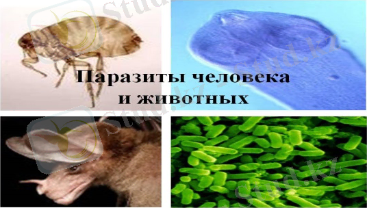 http://900igr.net/datas/biologija/Parazity-rastenij/0012-012-Parazity-cheloveka-i-zhivotnykh.jpg