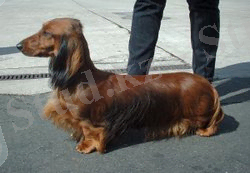 https://upload.wikimedia.org/wikipedia/commons/thumb/f/f7/Std_Dachshund_600.jpg/250px-Std_Dachshund_600.jpg