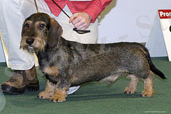 https://upload.wikimedia.org/wikipedia/commons/thumb/d/d8/Wire-haired_Dachshund_Profil.jpg/250px-Wire-haired_Dachshund_Profil.jpg