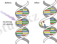 https://upload.wikimedia.org/wikipedia/commons/thumb/f/fd/DNA_UV_mutation.svg/220px-DNA_UV_mutation.svg.png