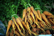 Carrots with stems.jpg