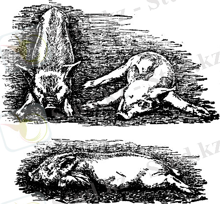 Болезнь Ауески. Парез и паралич передних и задних конечностей (по П. Н. Андрееву)