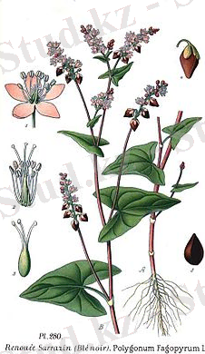 275px-280_Polygonum_fagopyrum_L