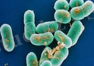 C:\Users\админ\AppData\Local\Microsoft\Windows\Temporary Internet Files\Content.Word\скачанные файлы.jpg