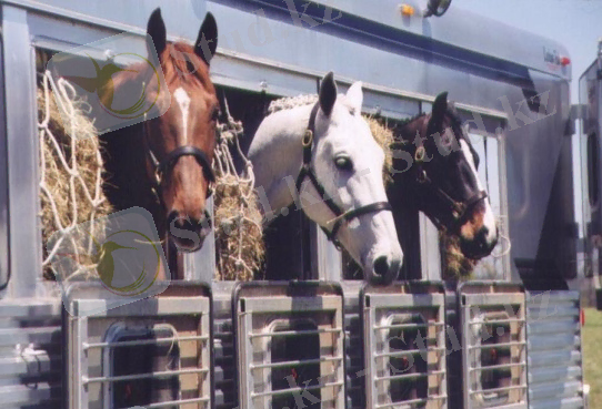 src_a34b8b7a1270e671