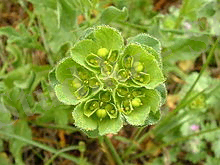 https://upload.wikimedia.org/wikipedia/commons/thumb/3/3e/Euphorbia_helioscopia_1.jpg/220px-Euphorbia_helioscopia_1.jpg