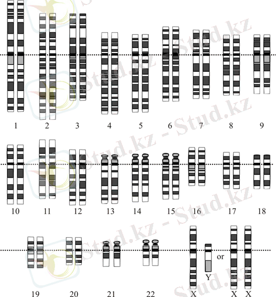 Karyotype.png
