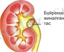 Описание: http://medya.todayszaman.com/kazakistan/2011/09/08/image3333.jpg