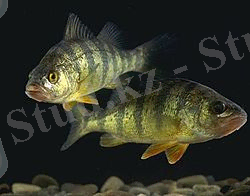 C:\Users\1\Desktop\21 век\их.jpg