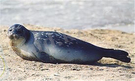 Caspian Seal.jpg
