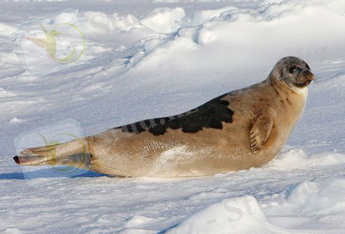 Тюлень отдыхает на арктическом снеге