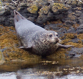 Common Seals crop 2.png