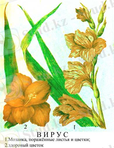 http://www.gladiolusovedenie.narod.ru/profilaktika/mozaika.jpg