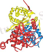 C:\Users\Пользователь\Desktop\220px-DLST-Dihydrolipoamide_succinyl_transferase.jpg
