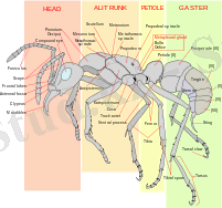 https://upload.wikimedia.org/wikipedia/commons/thumb/8/8d/Scheme_ant_worker_anatomy-en.svg/220px-Scheme_ant_worker_anatomy-en.svg.png