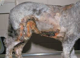 C:\Users\Public\Pictures\Sample Pictures\скачанные файлы.jpg