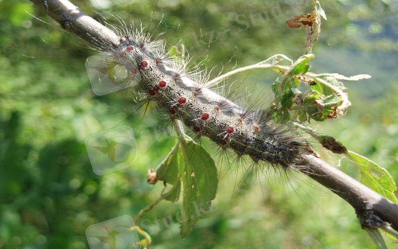 Гусеница непарного шелкопряда (Lymantria dispar)