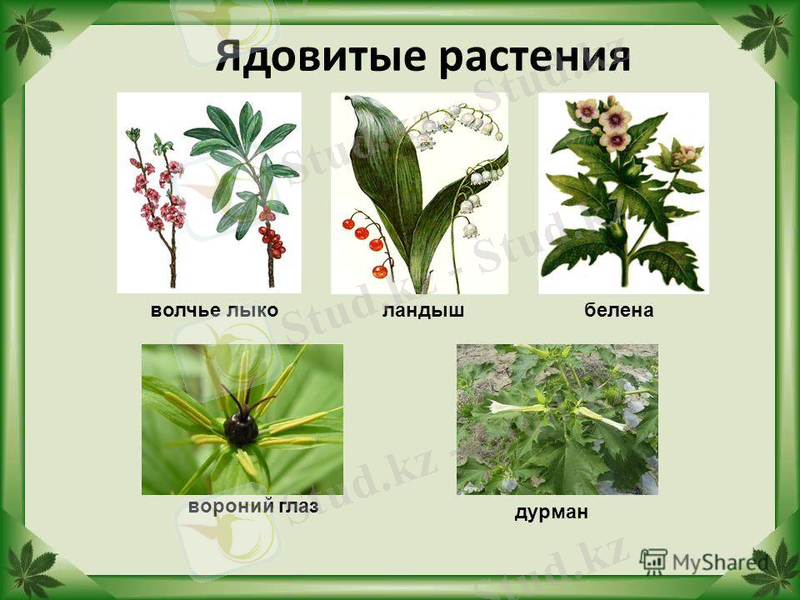 http://images.myshared.ru/5/471534/slide_11.jpg