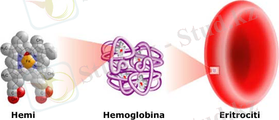 http://www.trupidheshendeti.com/wp-content/uploads/2012/11/hemoglobina-dhe-eritrocitet.jpg